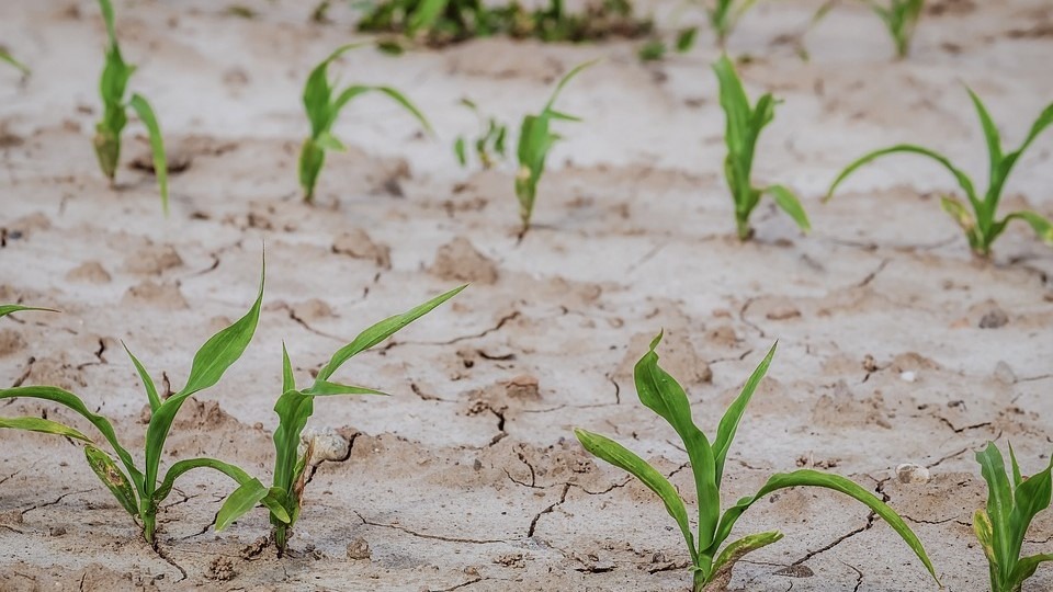 Fresh Field Young Plants Cornfield Arable Corn|Calcio stress resumen